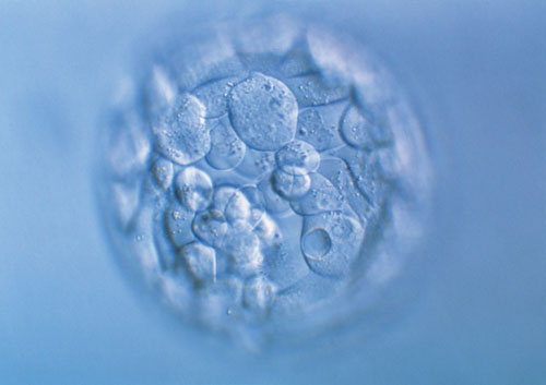 2019年怀孕生男生女表