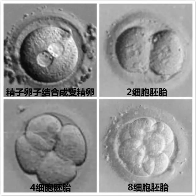 生男生女清宫图2013